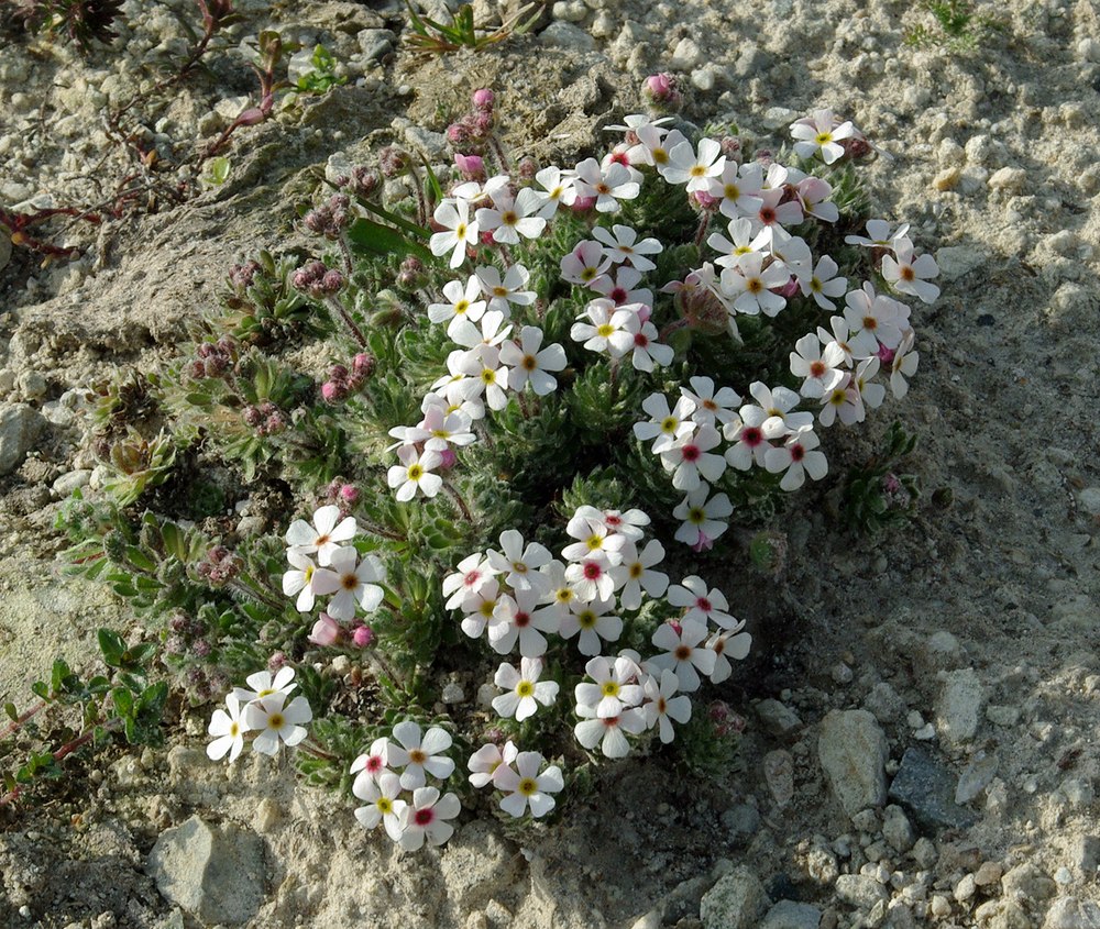 Image of Androsace barbulata specimen.