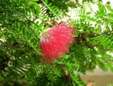 Calliandra haematocephala. Соцветие. Таиланд, о. Пхукет, территория отеля, в культуре. 24.02.2018.