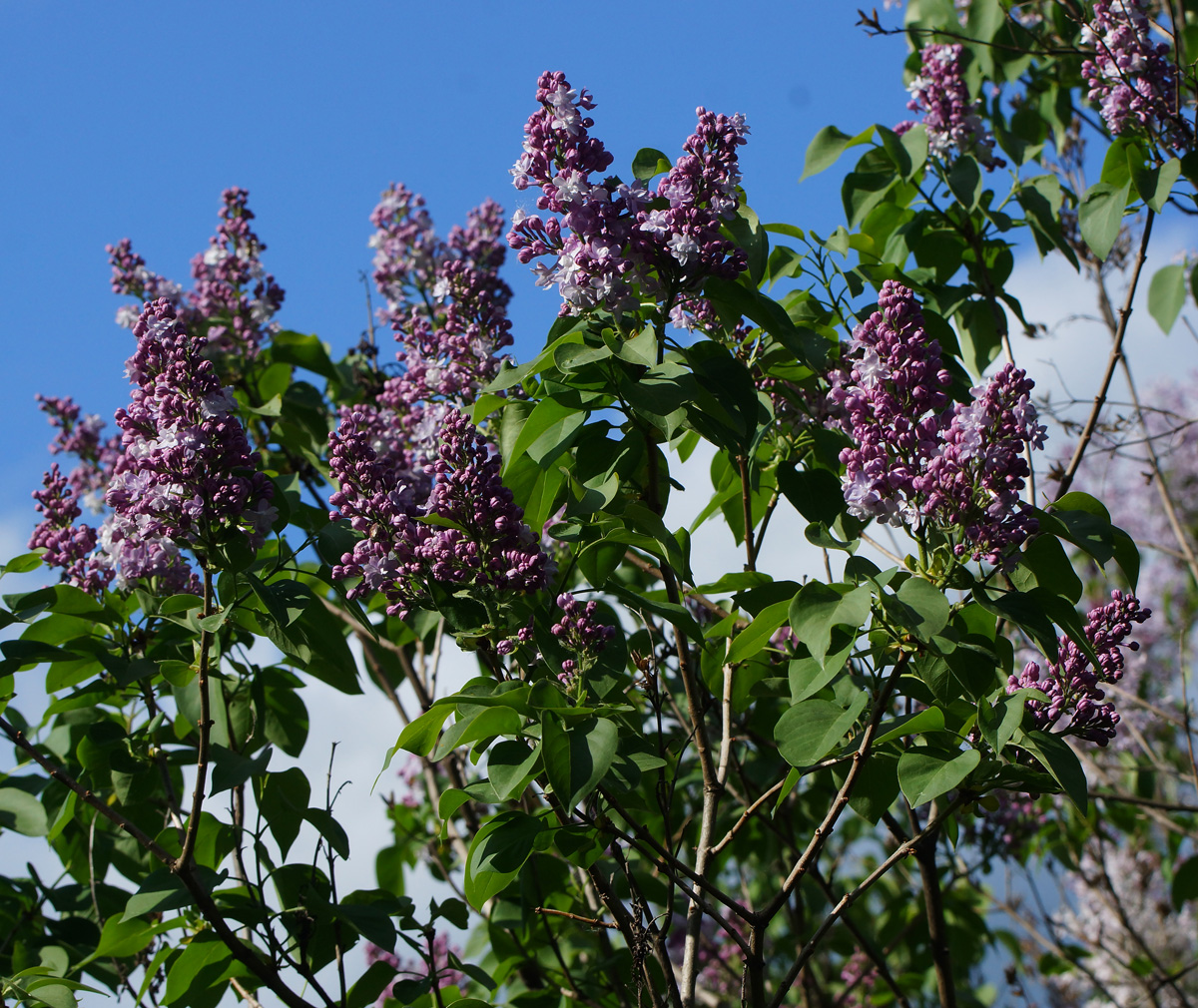 Image of Syringa vulgaris specimen.