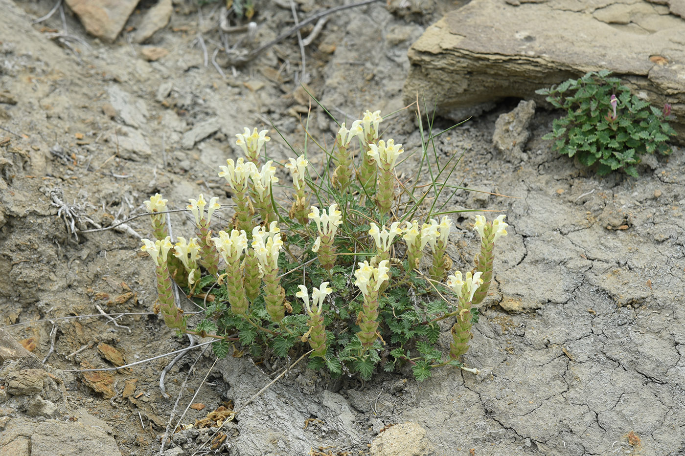 Изображение особи Scutellaria orientalis.