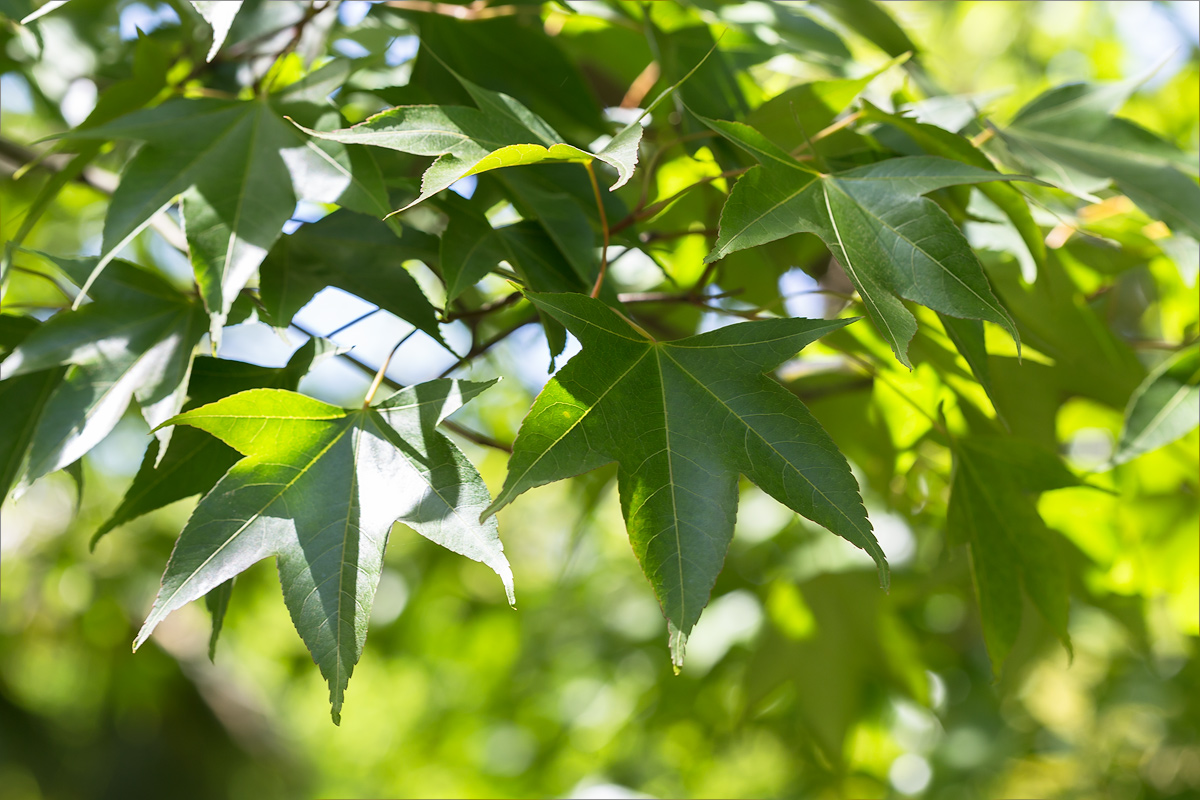 Изображение особи Acer serrulatum.