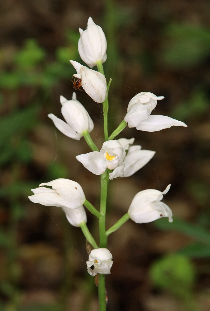 Image of Cephalanthera longifolia specimen.
