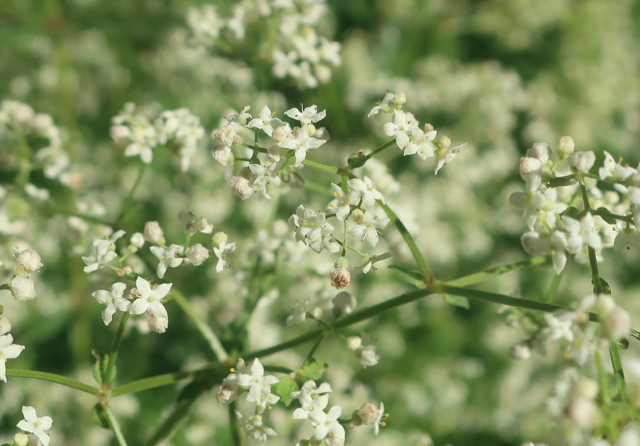 Image of Galium boreale specimen.