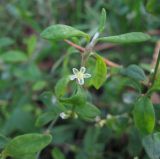 Polygonum neglectum. Часть побега с цветком. Крым, Симферополь, обочина дороги. 8 ноября 2010 г.