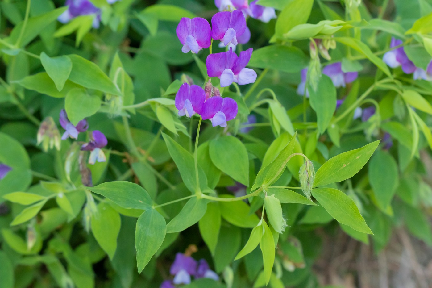 Image of Lathyrus laxiflorus specimen.