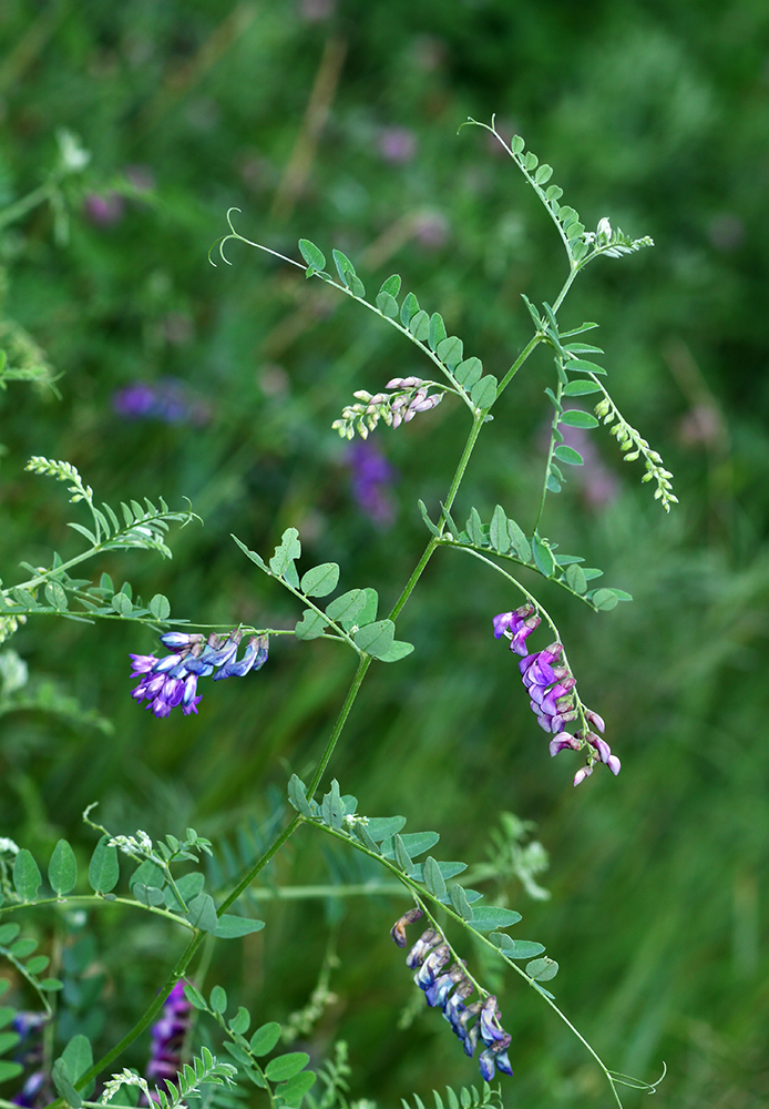 Изображение особи Vicia woroschilovii.