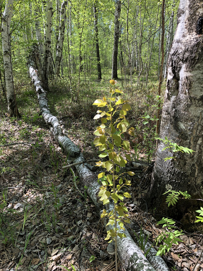 Image of genus Populus specimen.