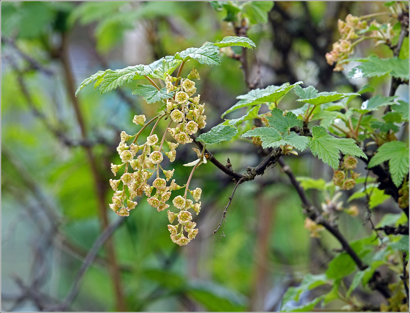 Изображение особи Ribes rubrum.