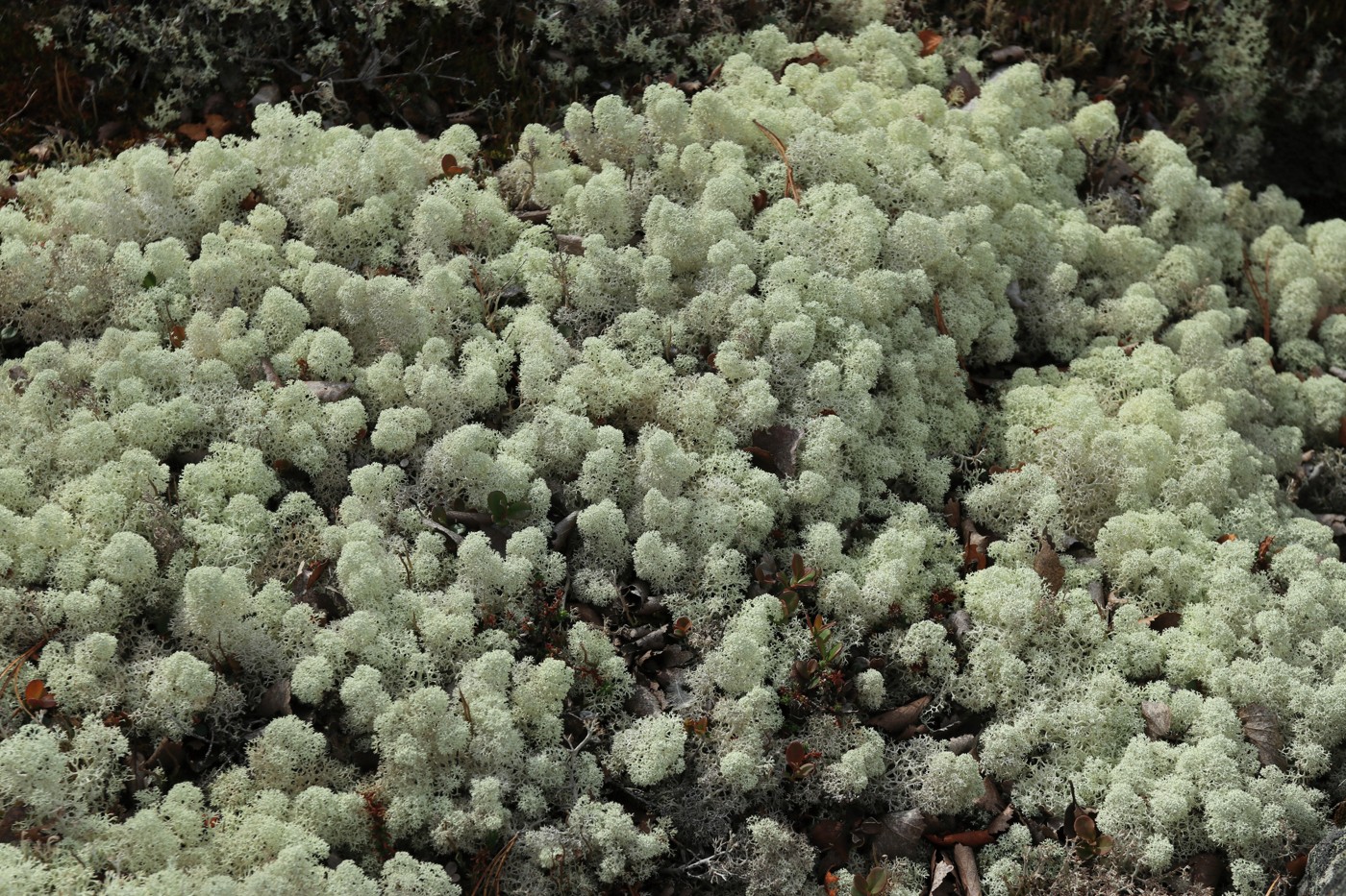 Image of Cladonia stellaris specimen.