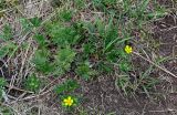 Potentilla approximata