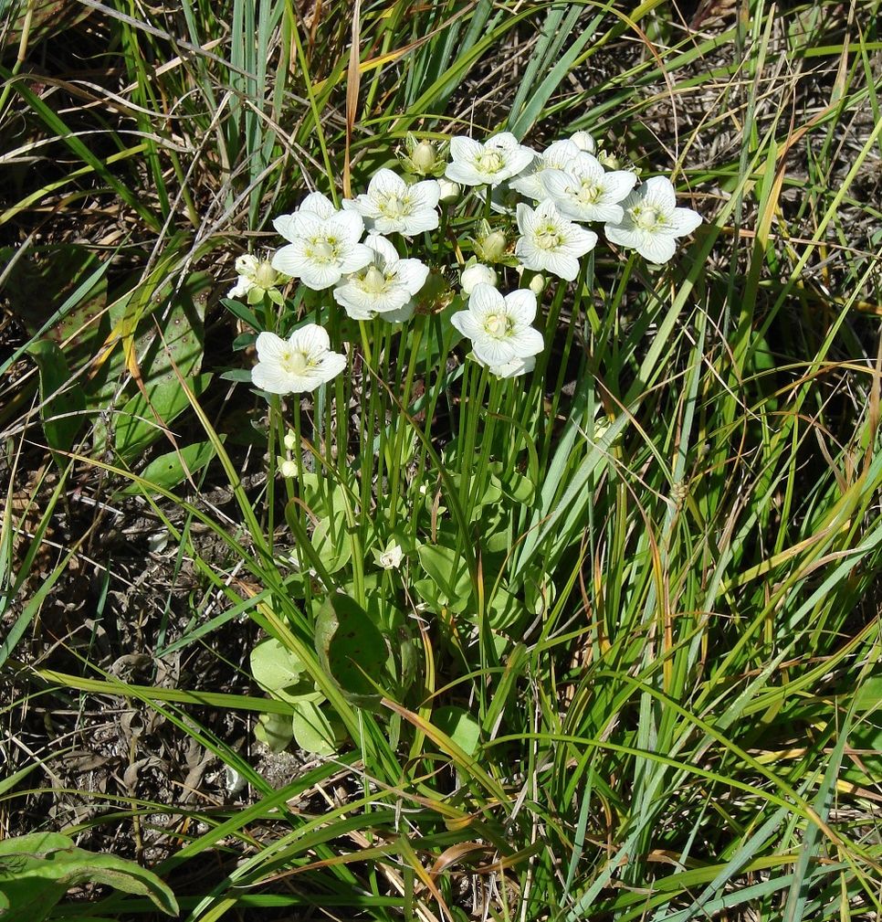 Изображение особи Parnassia palustris.