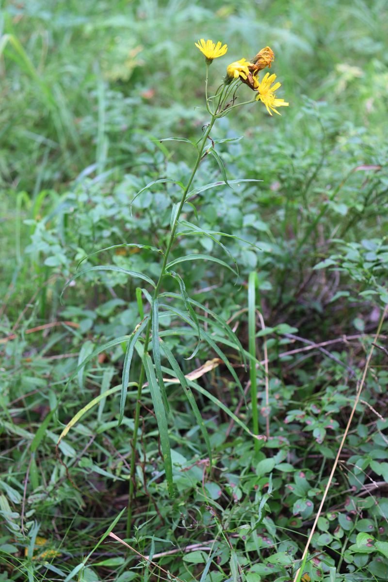 Изображение особи род Hieracium.