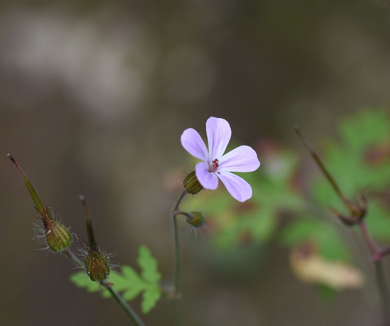 Изображение особи Geranium robertianum.