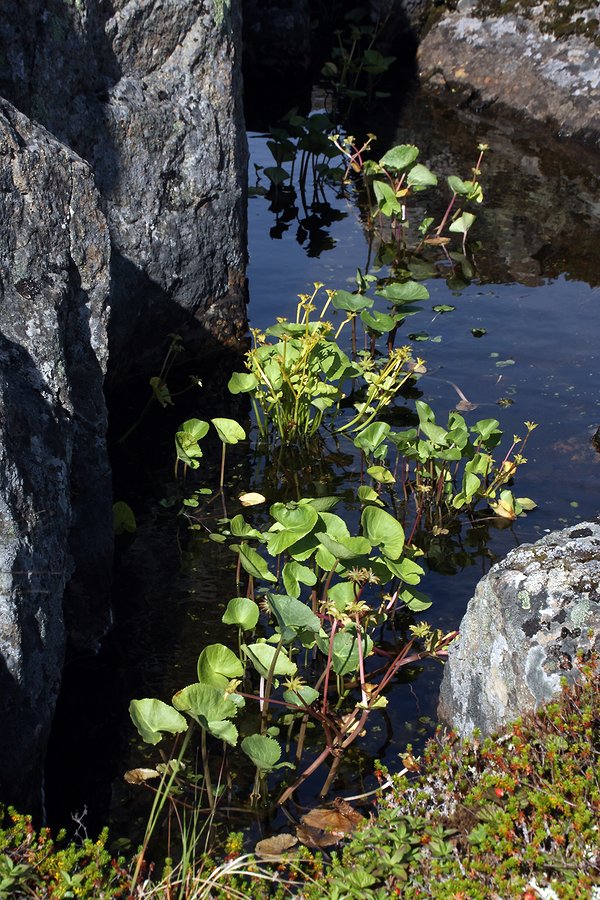 Image of Caltha palustris specimen.