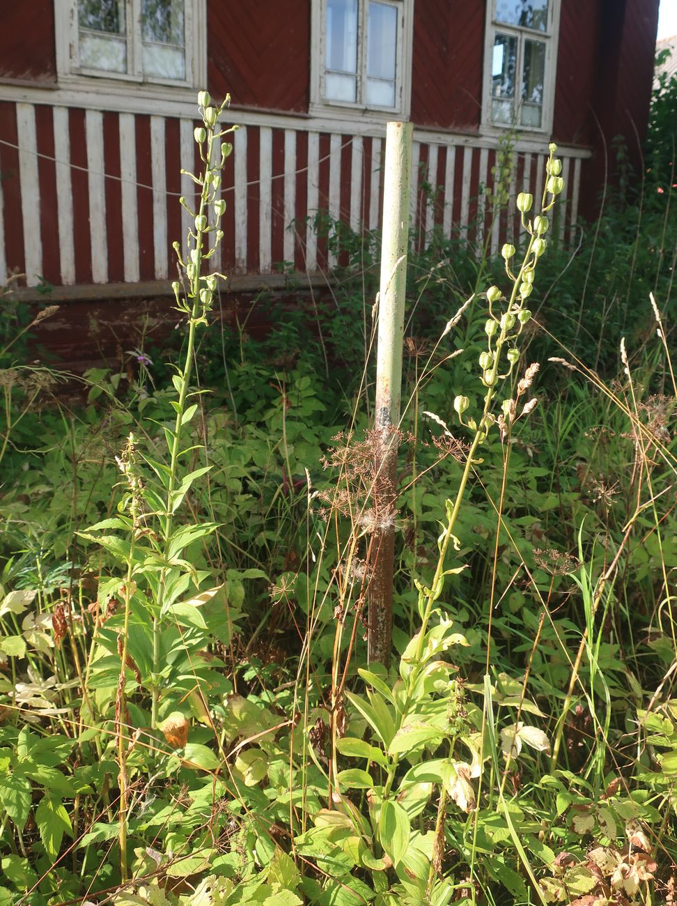 Image of Lilium martagon specimen.