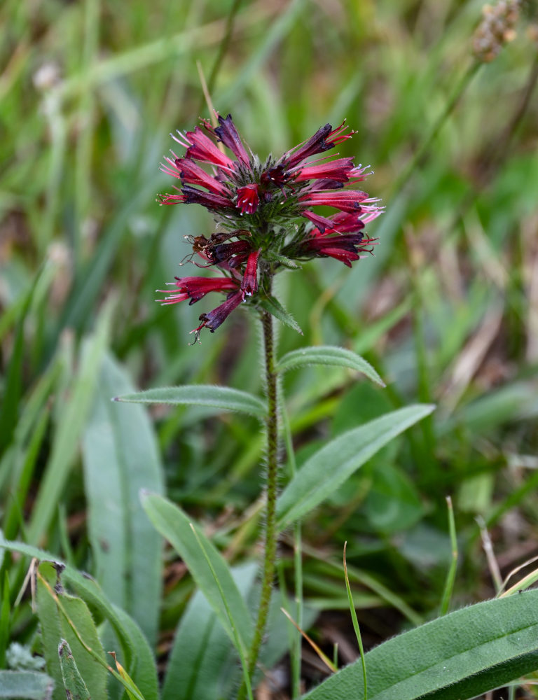 Изображение особи Echium russicum.