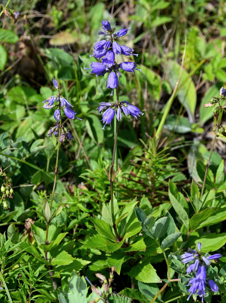 Image of Adenophora triphylla specimen.