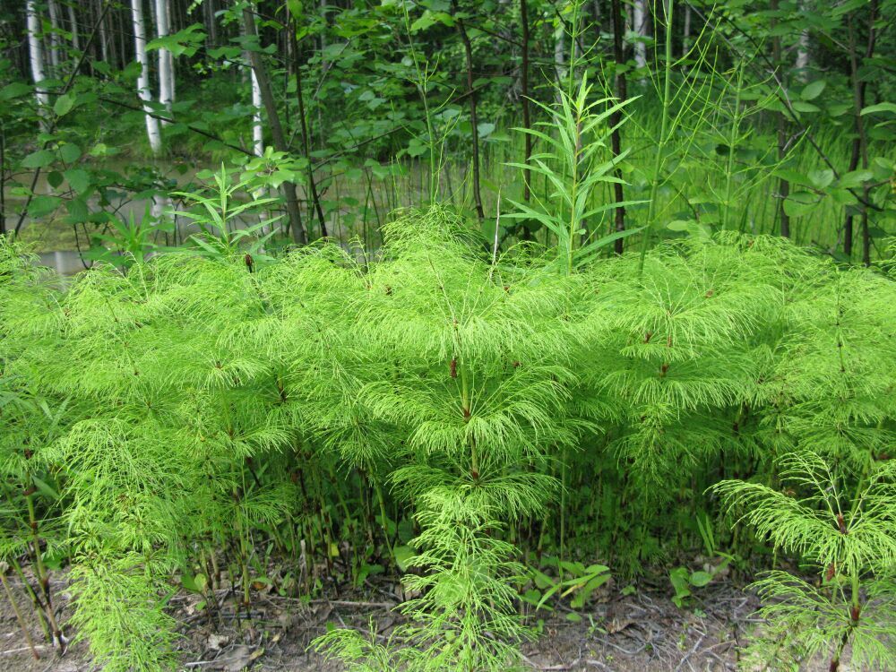 Изображение особи Equisetum sylvaticum.