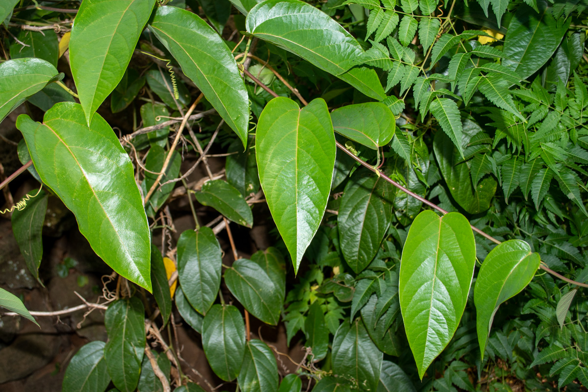 Image of Passiflora maliformis specimen.