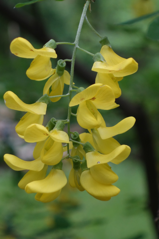 Image of Laburnum anagyroides specimen.