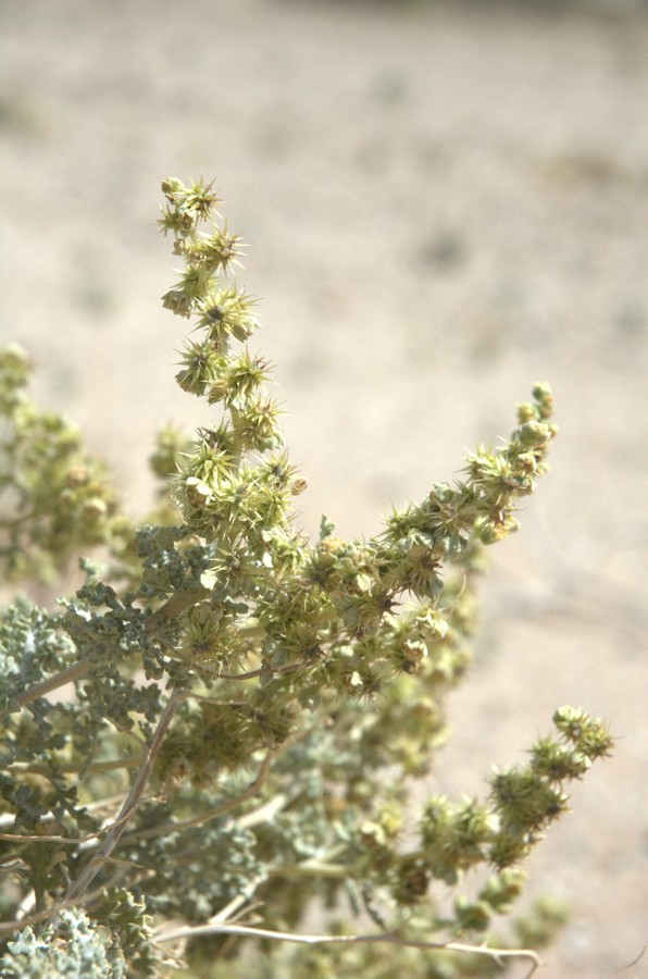 Image of Ambrosia dumosa specimen.