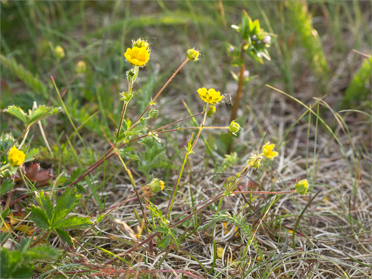 Изображение особи Potentilla crantzii.