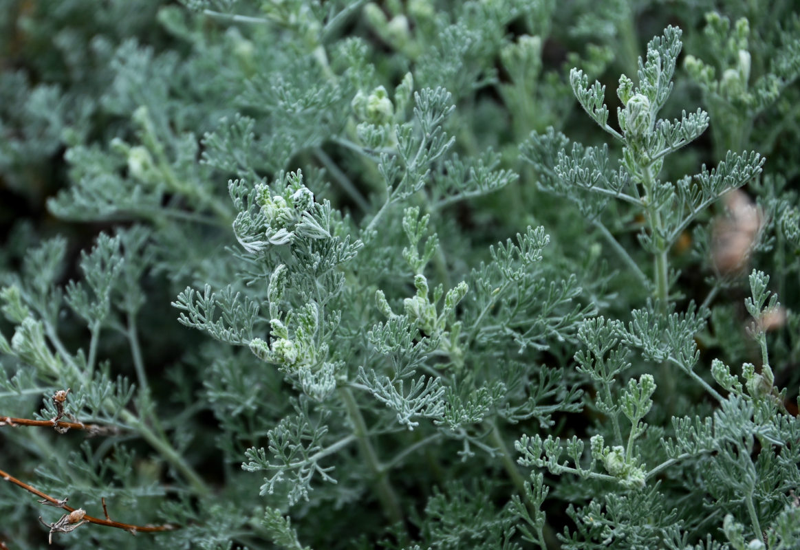 Image of genus Artemisia specimen.