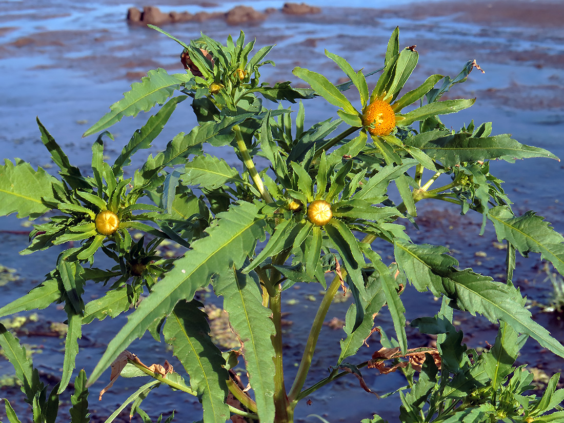 Image of Bidens radiata specimen.