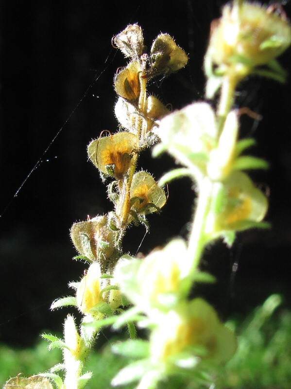 Image of Veronica officinalis specimen.