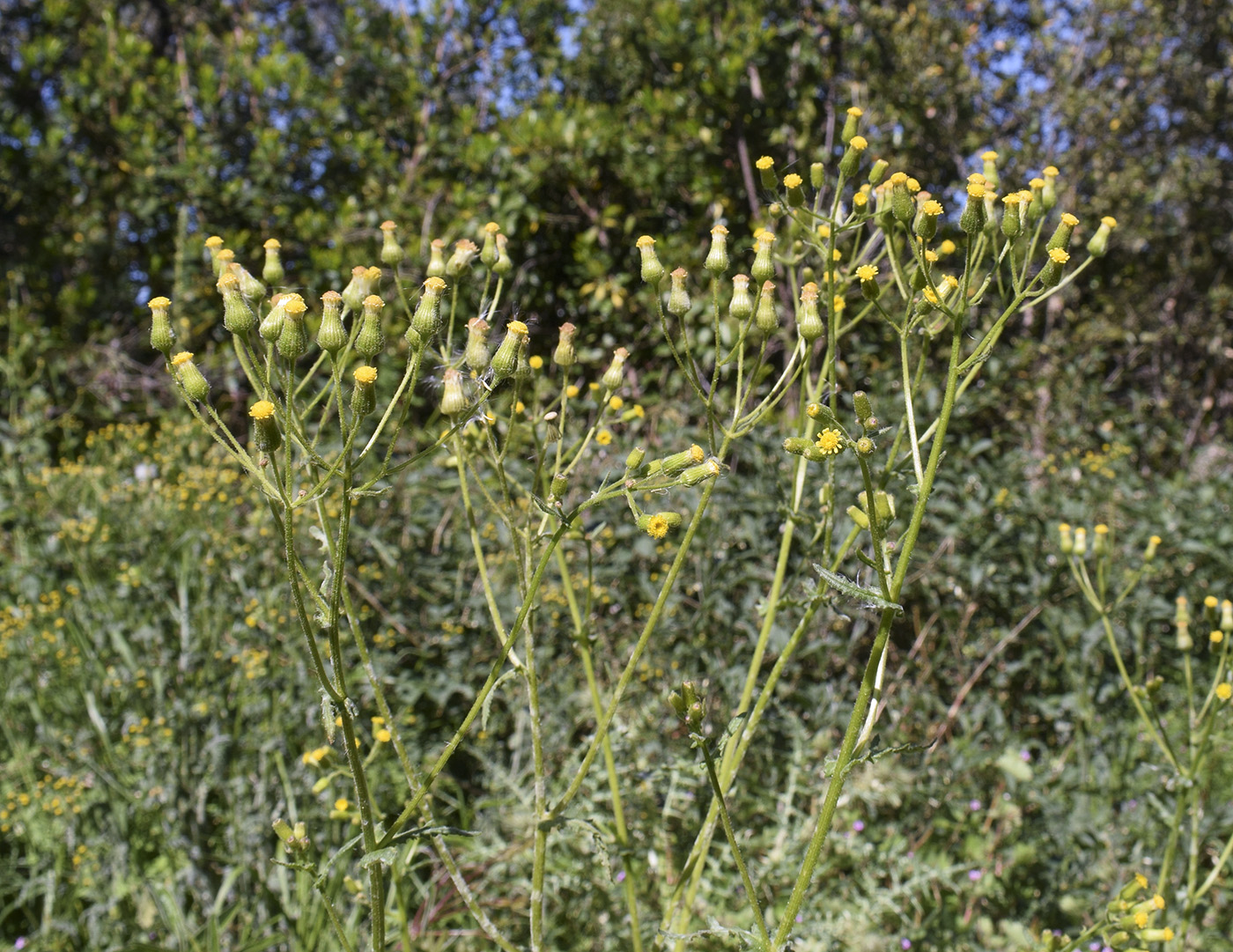 Image of Senecio lividus specimen.