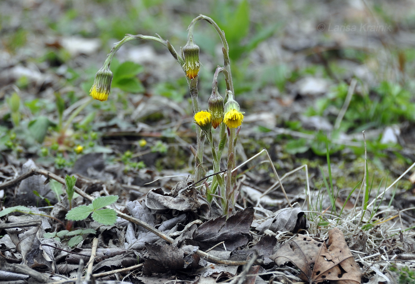 Image of Tussilago farfara specimen.