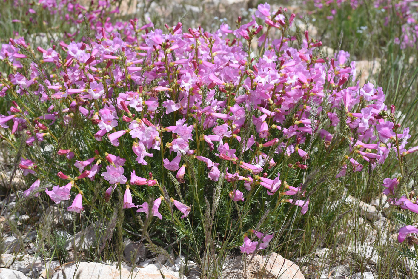 Image of Niedzwedzkia semiretschenskia specimen.