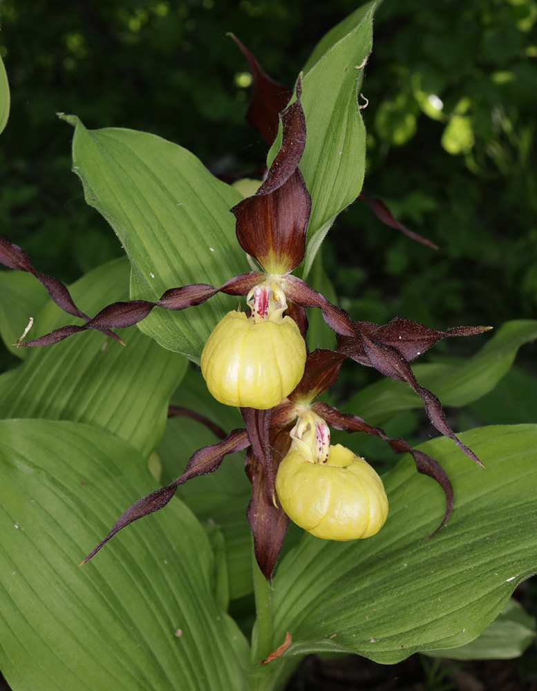 Image of Cypripedium calceolus specimen.