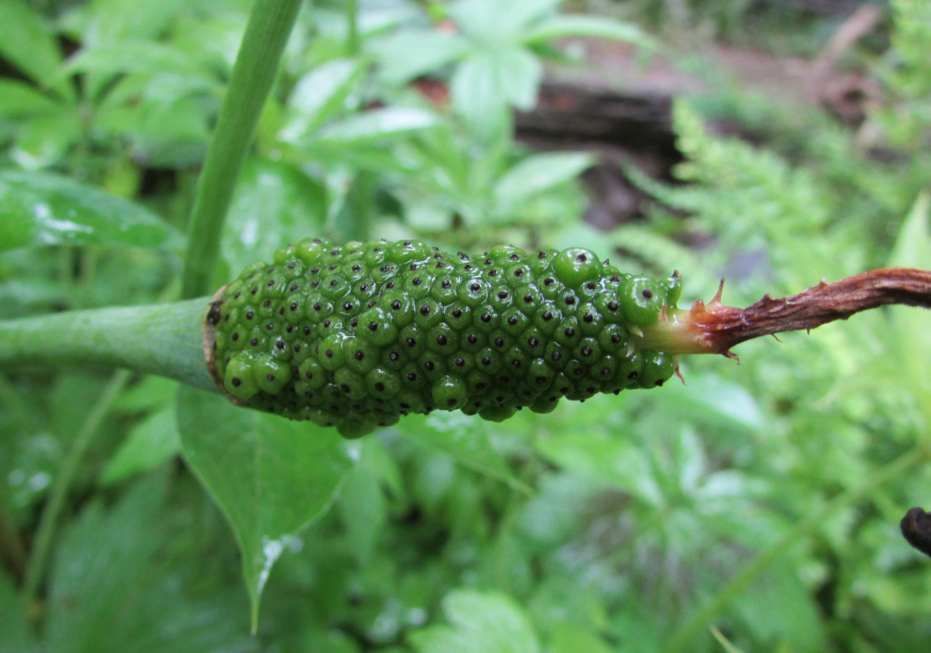 Изображение особи Arisaema ciliatum.