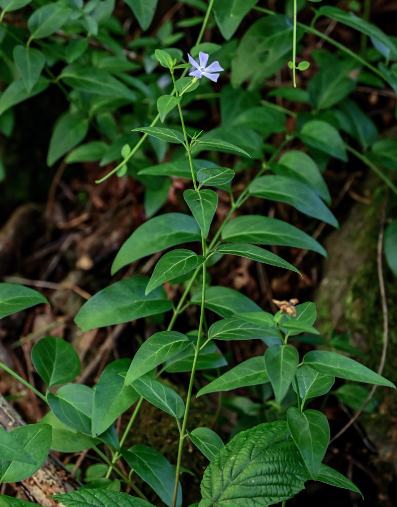 Изображение особи Vinca pubescens.