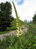 Pedicularis proboscidea. Верхушка цветущего растения. Восточный Казахстан, Южный Алтай, хр. Сарымсакты, пер. Бурхат, ≈ 1900 м н.у.м., верхняя часть хвойного пояса. 4 июля 2024 г.