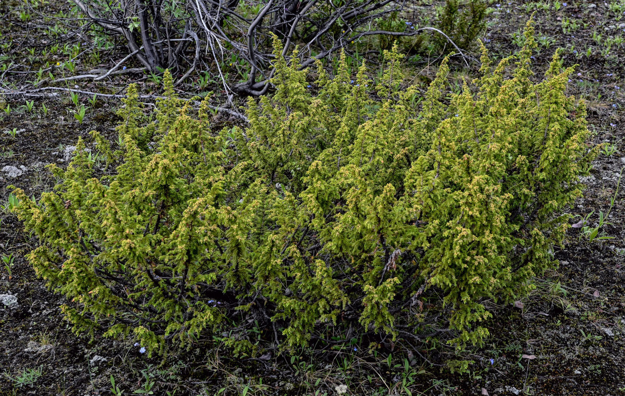 Изображение особи Juniperus sibirica.