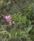 Onobrychis arenaria