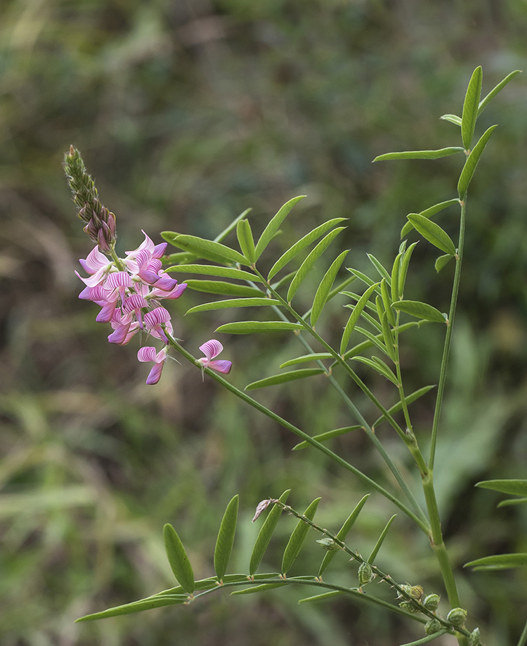 Изображение особи Onobrychis arenaria.