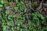 Marchantia polymorpha. Талломы с выводковыми корзинками. Московская обл., окр. г. Железнодорожный, долина р. Чёрная, опушка смешанного леса. 26.08.2024.