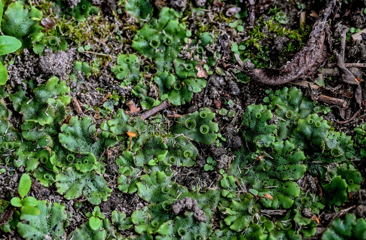 Image of Marchantia polymorpha specimen.