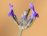 Lavandula latifolia. Часть соцветия. Испания, автономное сообщество Каталония, провинция Жирона, комарка Сельва, муниципалитет Сускеда, перевал Майа (Coll de Malla), 1010 м н.у.м, сложенный мергелями холм. 16.10.2024.