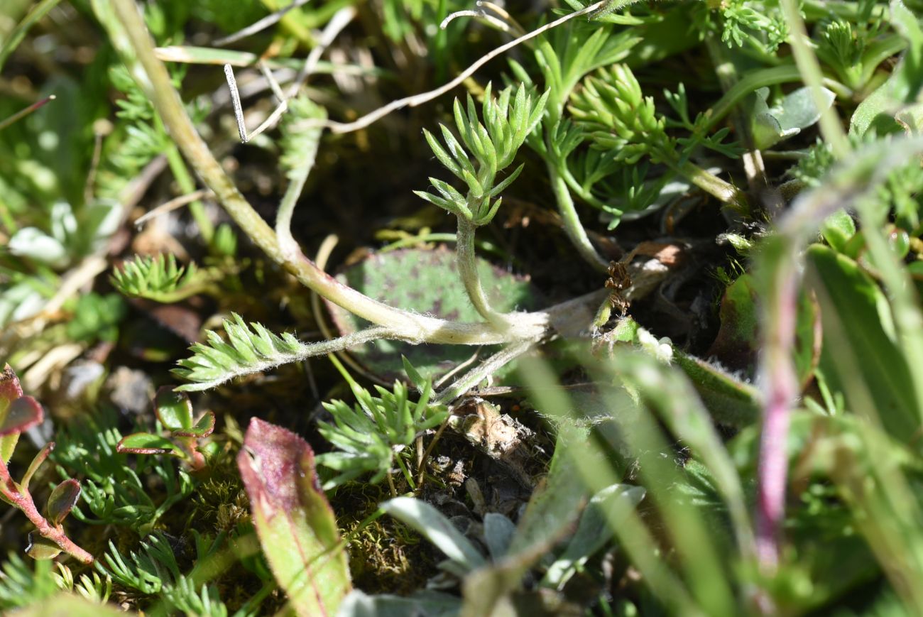 Image of Anthemis marschalliana ssp. pectinata specimen.