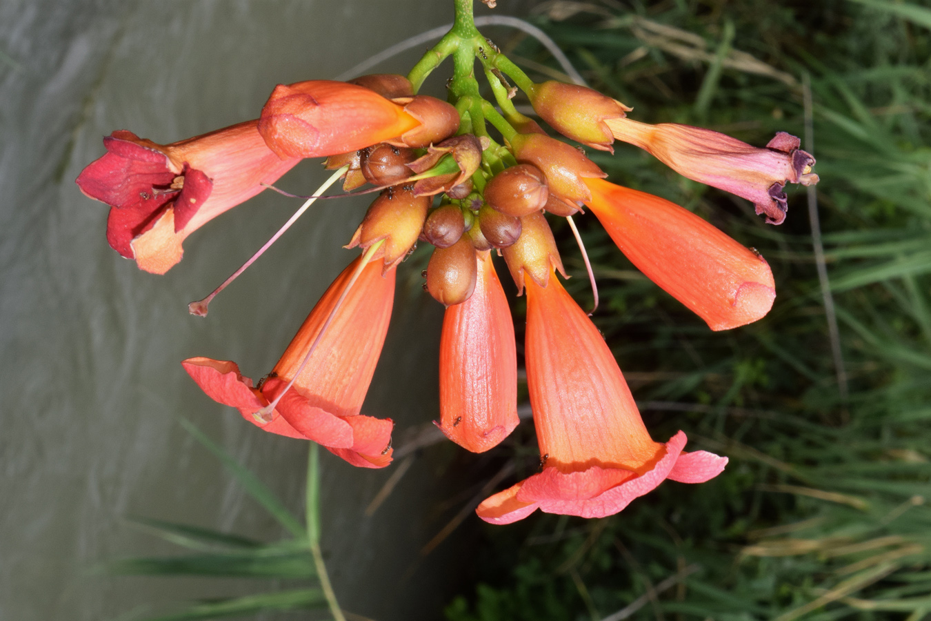 Image of Campsis radicans specimen.