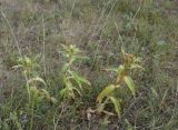 Gentiana cruciata. Плодоносящие растения. Липецкая обл., Данковский р-н, окр. дер. Масловка, 1,7 км выше устья р. Паники, дно балки Паники на сухом участке (река течёт под землёй), луг. 3 августа 2024 г.