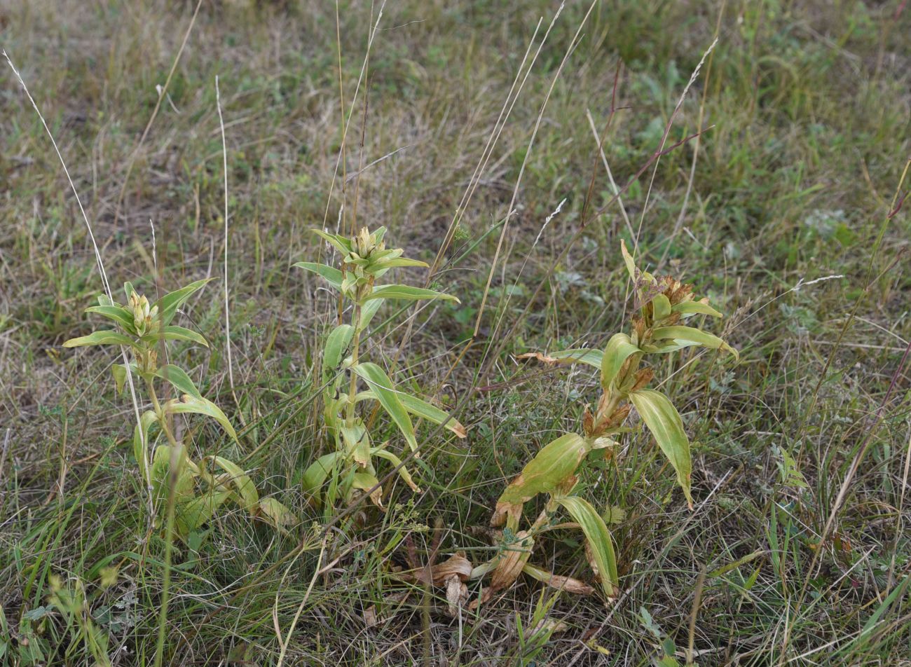 Изображение особи Gentiana cruciata.