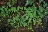 Colocasia esculenta