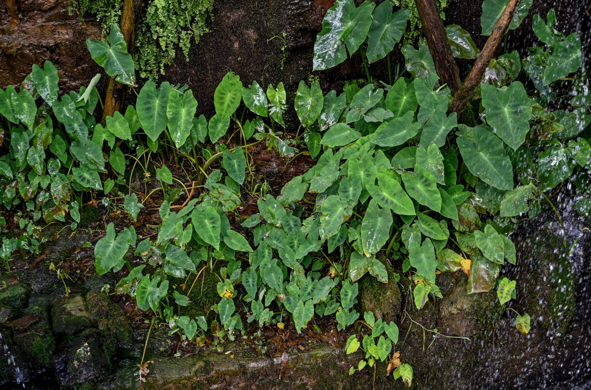 Image of Colocasia esculenta specimen.