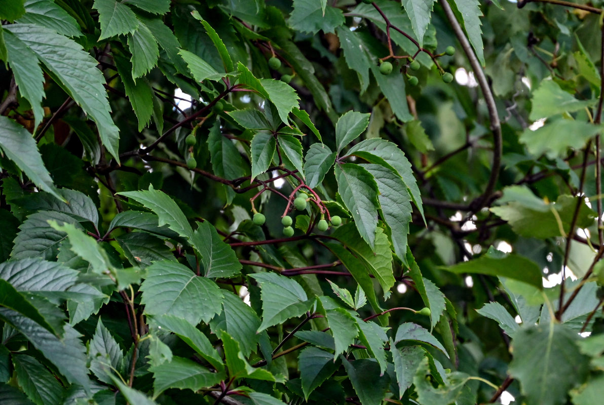 Image of Parthenocissus quinquefolia specimen.