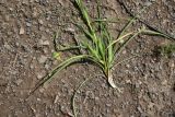 Tragopogon filifolius